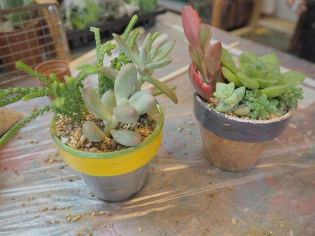 『親子で合作！多肉植物の鉢植えペイント&お好み寄せ植え』

ご参加いただいた皆さま、ありがとうございました🤩

鉢植えペイントでは色の三元色のレクチャー、寄せ植えでは多肉植物の育てかたレクチャーを交えて、皆さんと楽しい時間を過ごさせていただきました♪

とっても素敵な作品が完成しました🪴😍

「親子で楽しい思い出ができました！」と嬉しいお声を沢山頂きました🥺♡

また企画したいと思いますので、是非是非みなさまご参加ください〜〜🙌

#芸大生がプロデュースする 
#アートスクール
#多肉植物 
#クリエイティブ #教室 #美術教室 #絵画教室 #アート #工作 #絵画 #お絵かき #造形教室 #練馬区 #大泉学園 #新座 #和光 #石神井公園 #練馬 #富士見台 #練馬高野台 #杉並区 #ペイント #幼児 #小学生 #子ども #中学生 #高校生 #大人 #スタジオパパパ #東京芸術大学